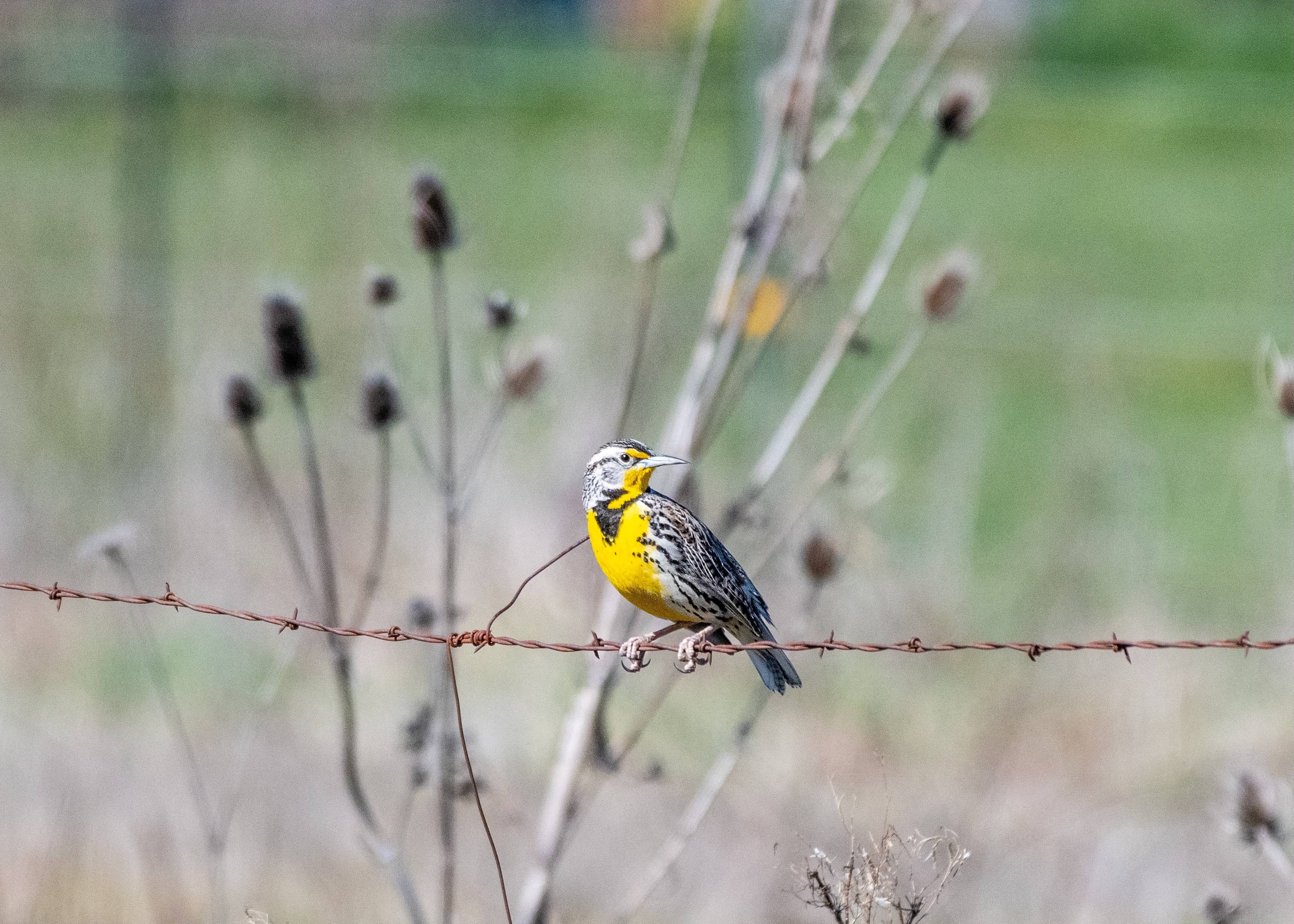 western meadlowlark on a barbed wire fence