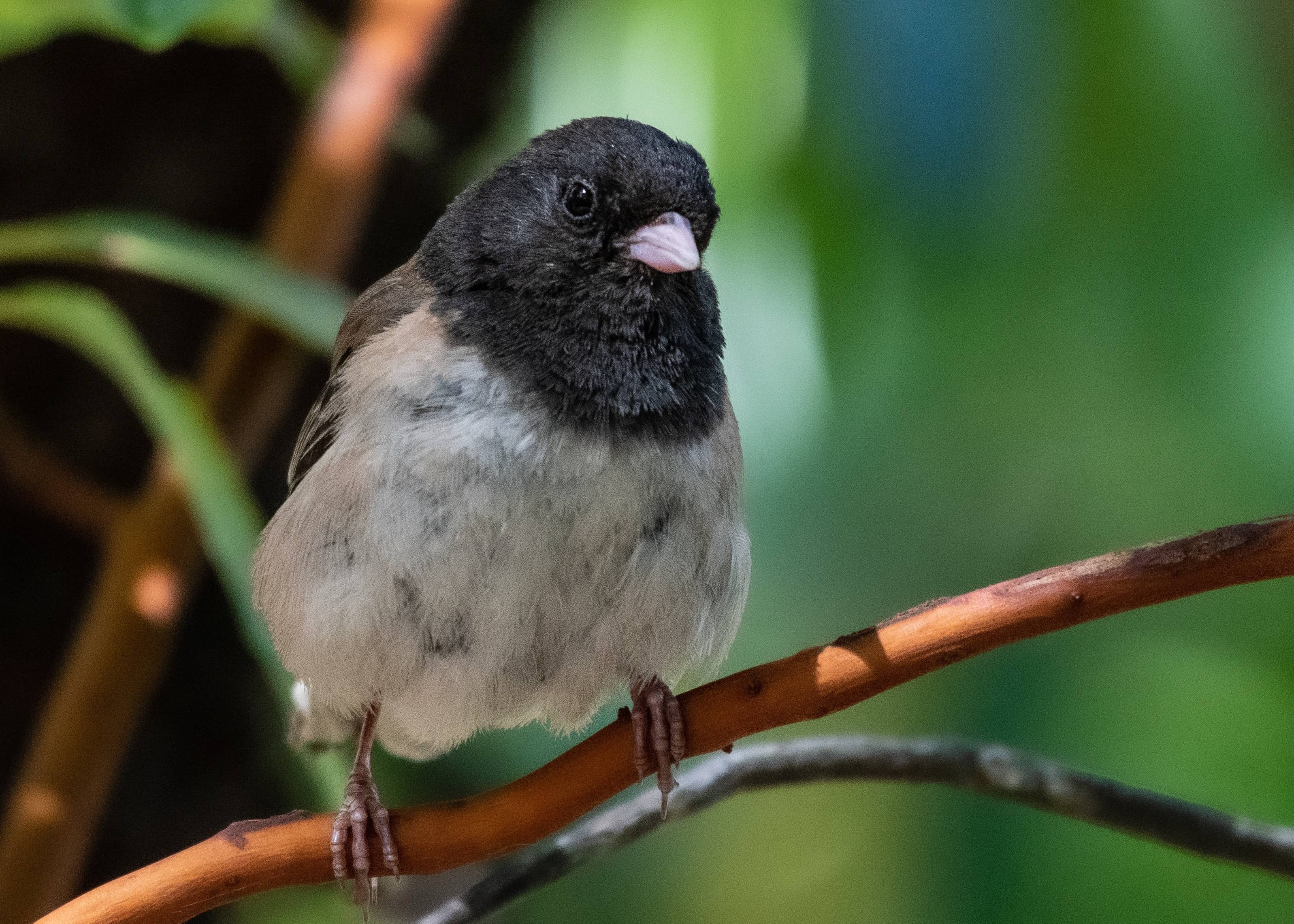 dark-eyed junco on a branch