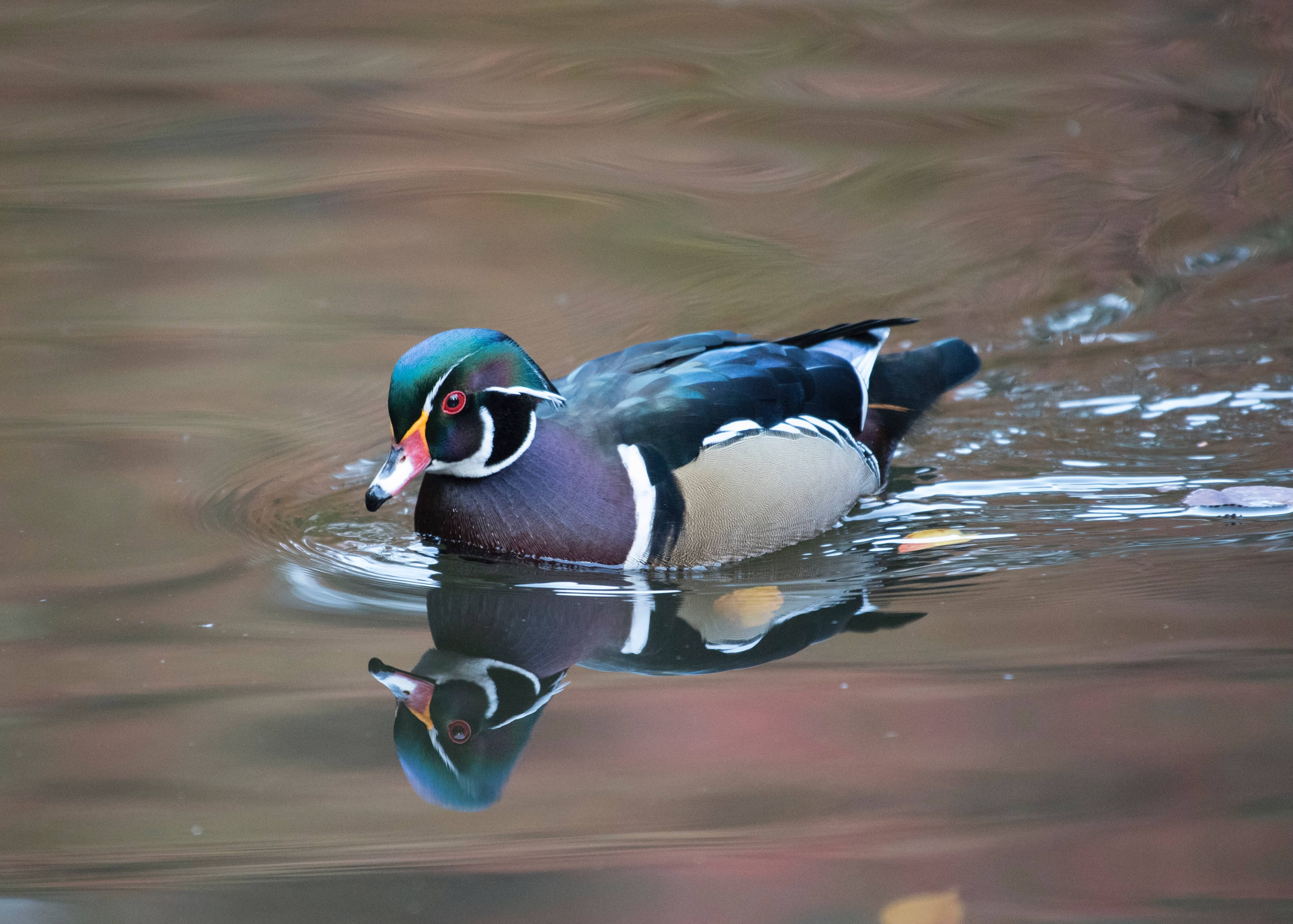 wood duck swimming
