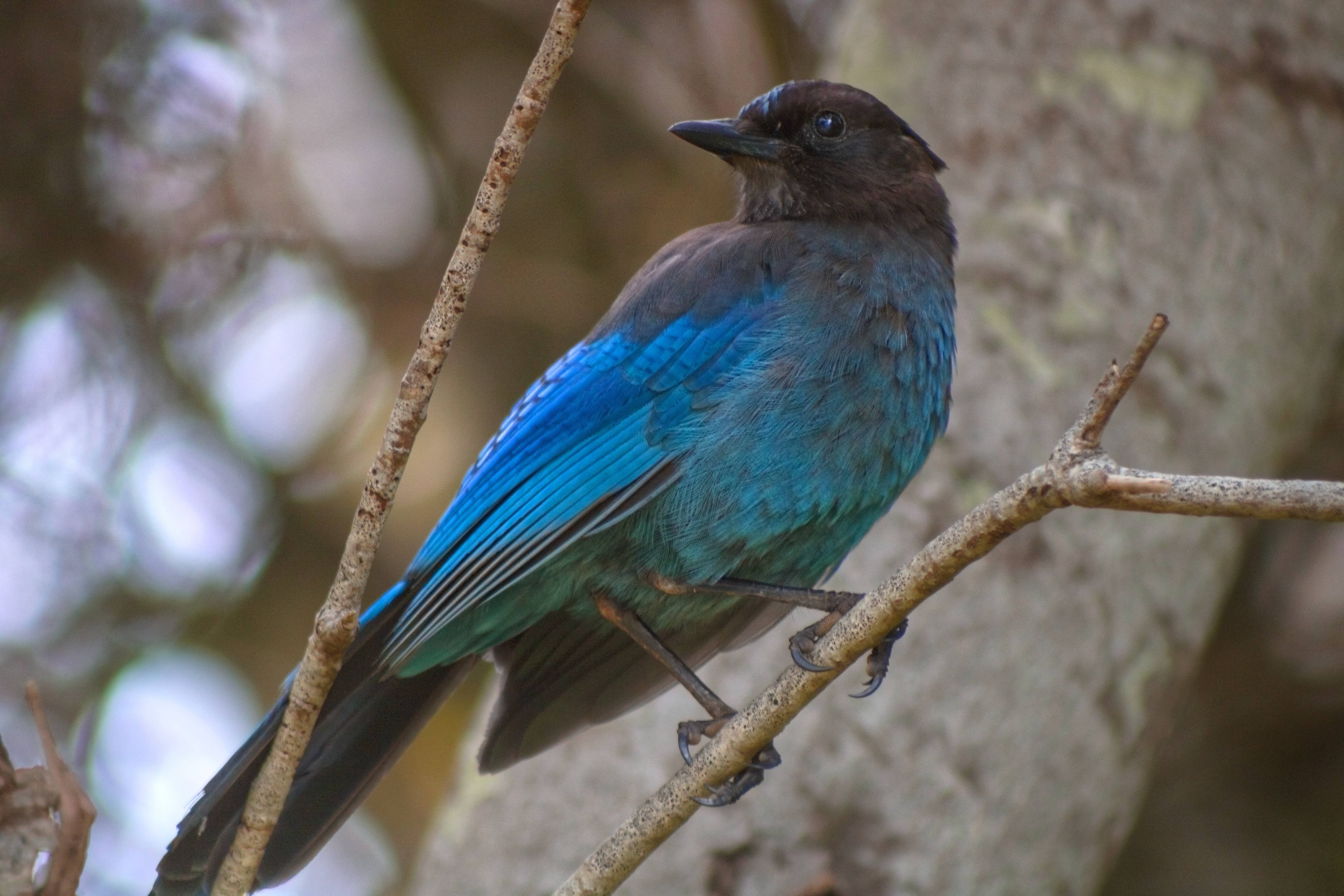 steller's jay in a tree