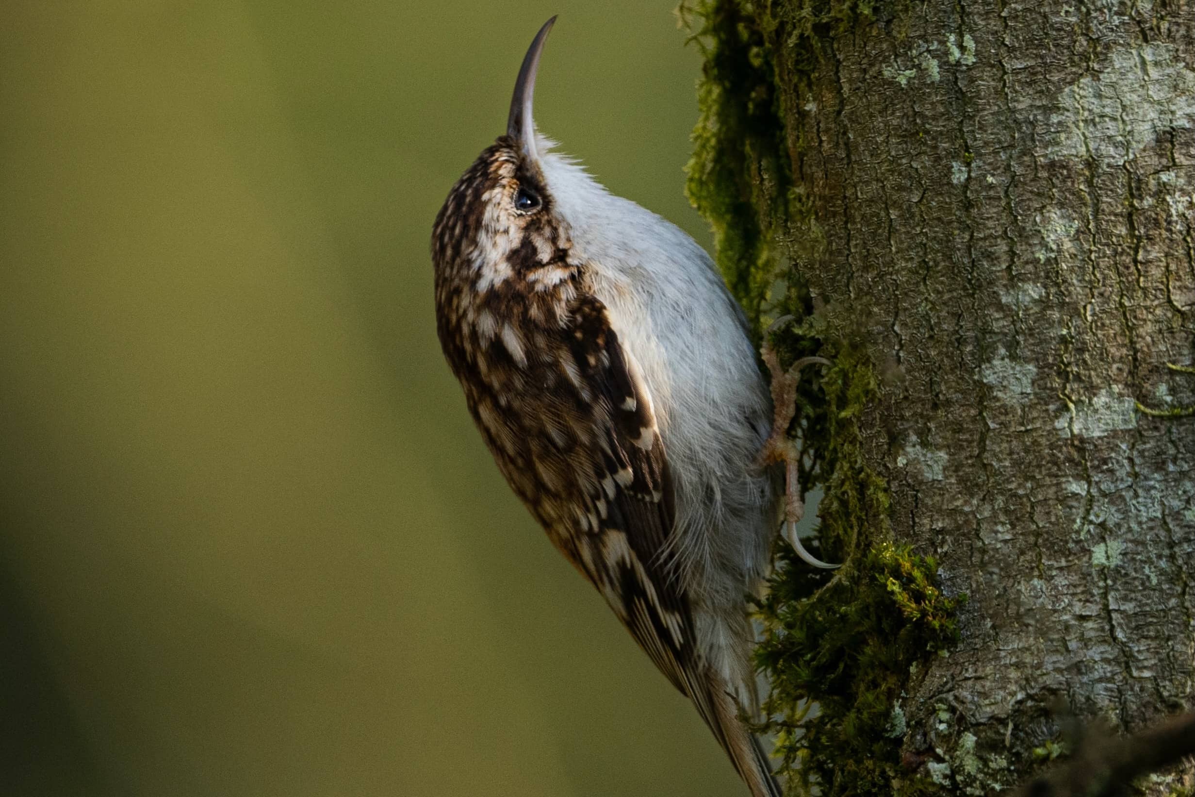 brown creeper climbing a trunk