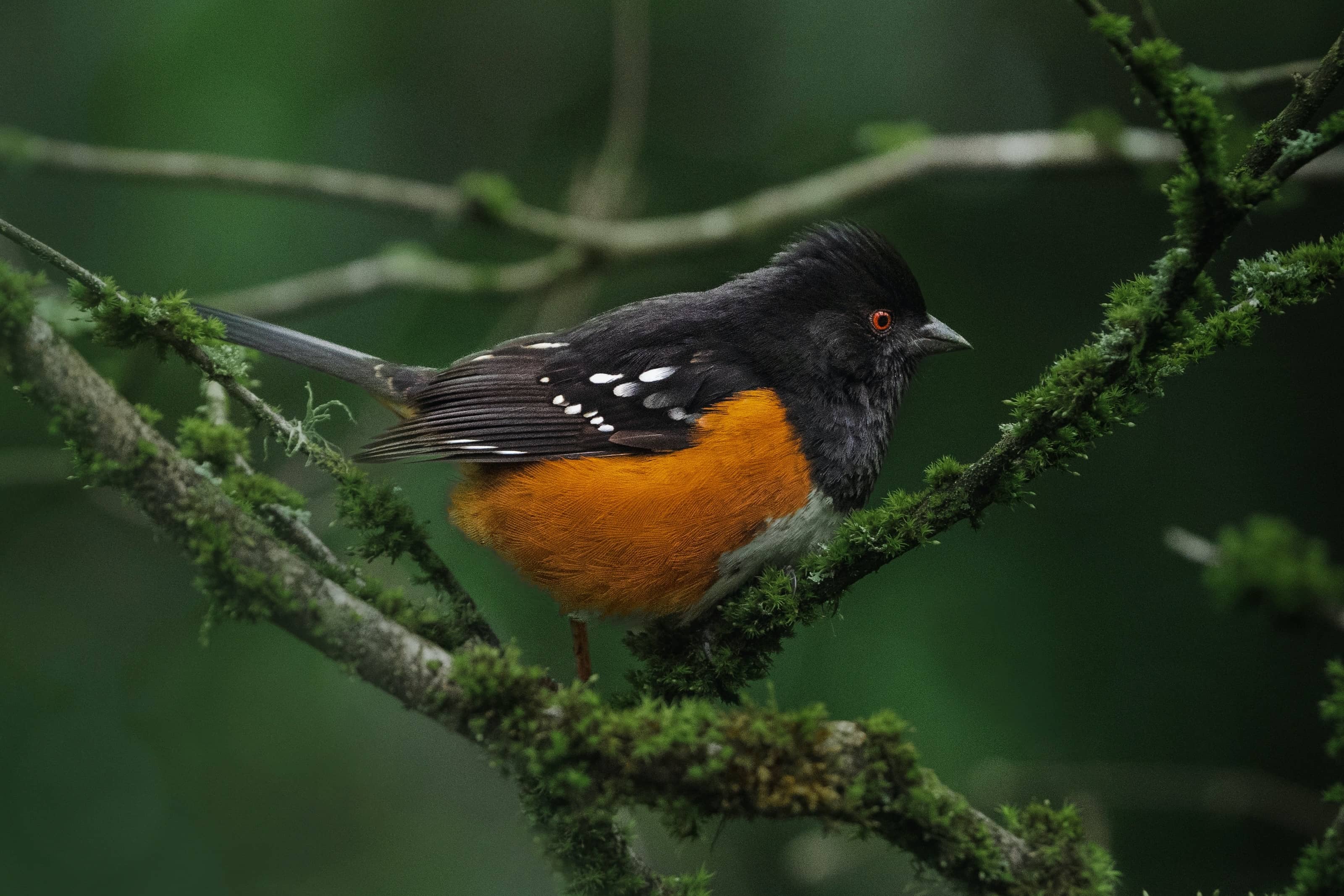 spotted towhee on a very mossy branch